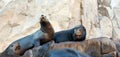 California Sea Lion couple on La Lobera Ã¢â¬Åthe Wolves LairÃ¢â¬Â the Sea Lion colony rock at Los Arcos at Lands End in Cabo San Lucas